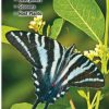 Books And Maps * | Quick Reference Publishing Butterflies Of Illinois