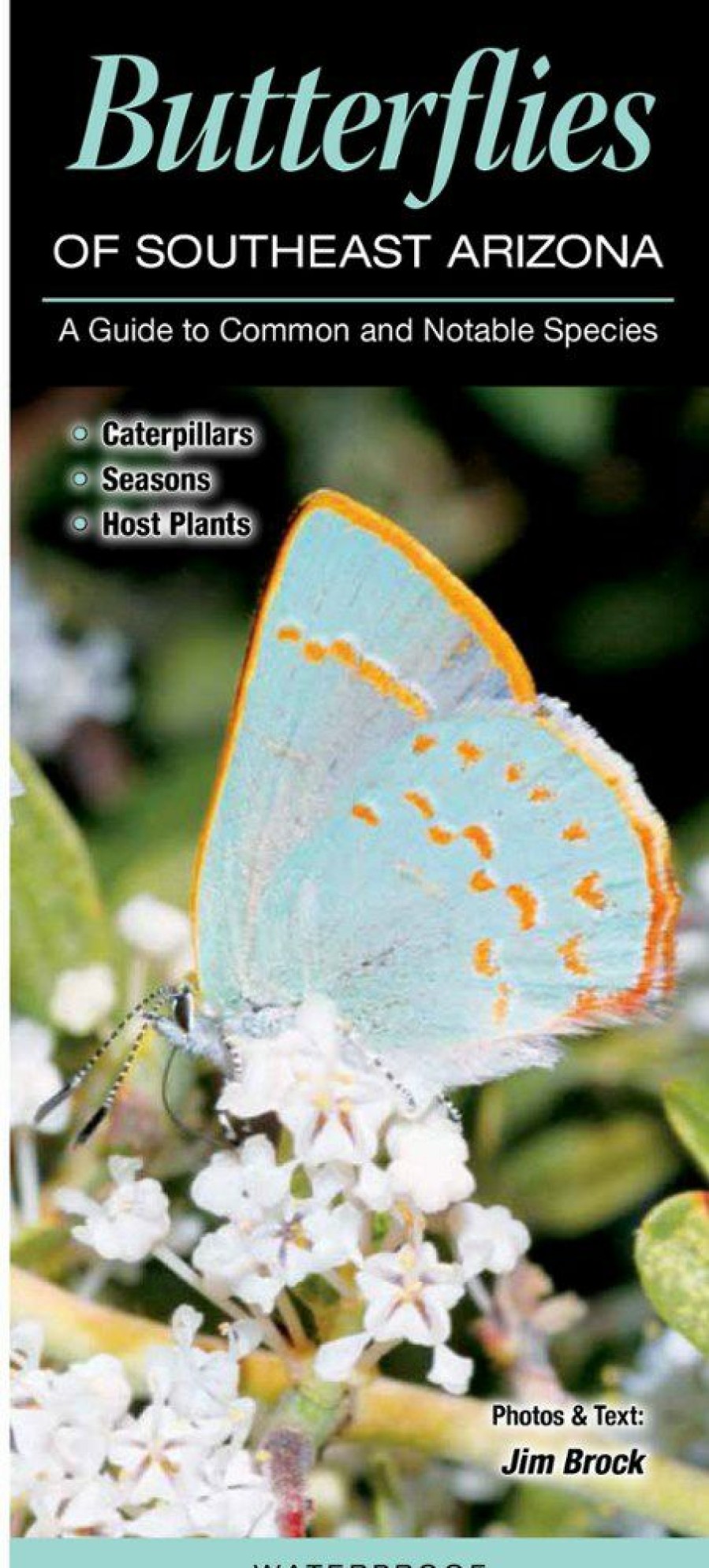 Books And Maps * | Quick Reference Publishing Butterflies Of Southeast Arizona