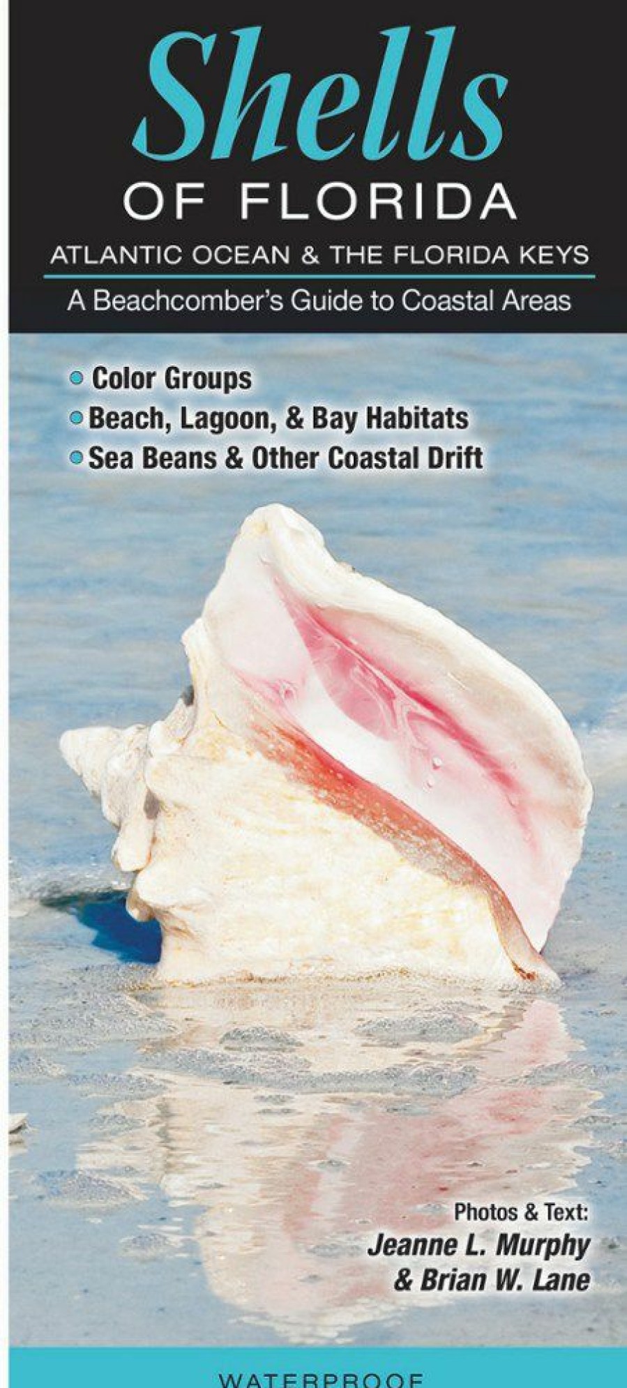 Books And Maps * | Quick Reference Publishing Shells Of Florida: Atlantic Ocean & The Florida Keys