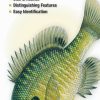 Books And Maps * | Quick Reference Publishing Freshwater Fishes Of Illinois