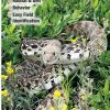 Books And Maps * | Quick Reference Publishing Snakes Of Central Texas