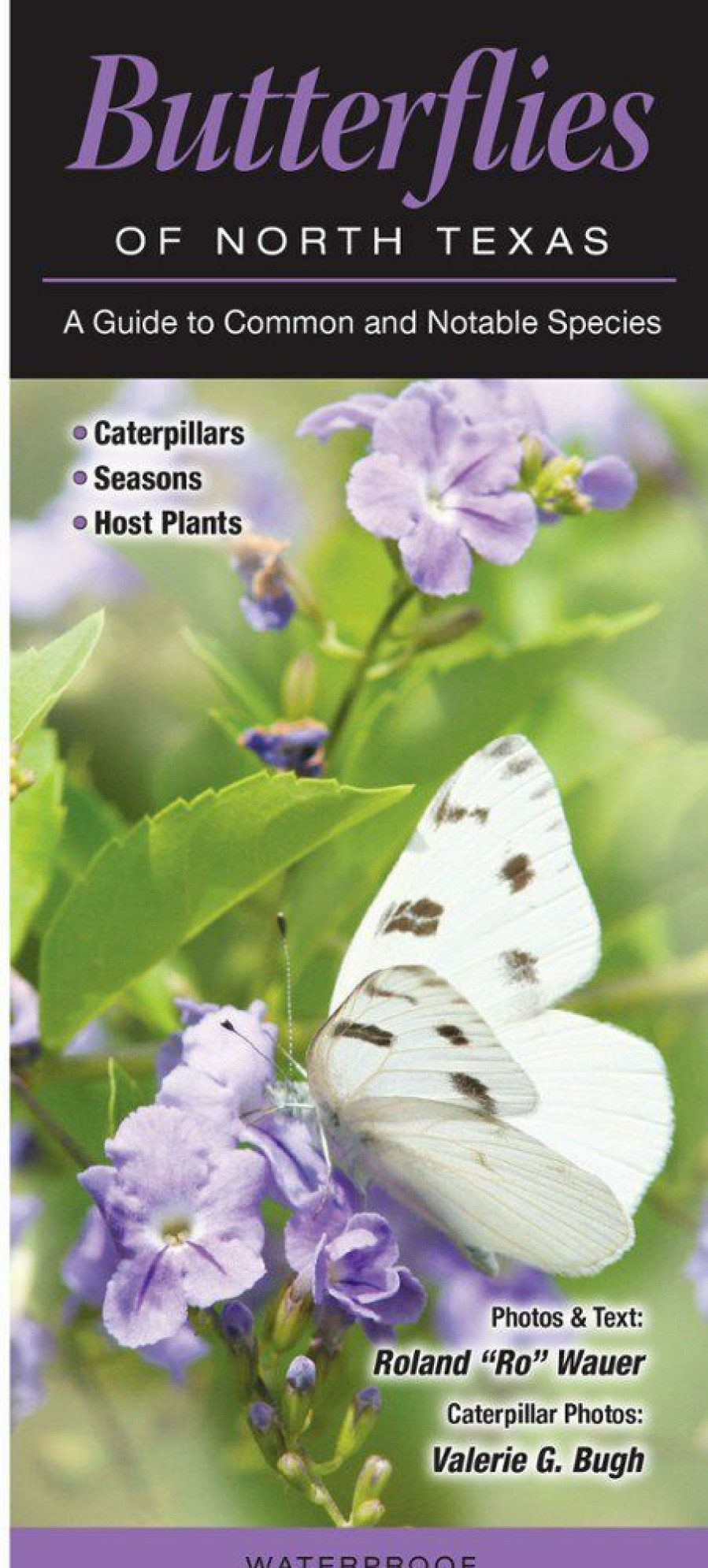 Books And Maps * | Quick Reference Publishing Butterflies Of North Texas