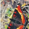 Books And Maps * | Quick Reference Publishing Butterflies Of Central And Northern Arizona