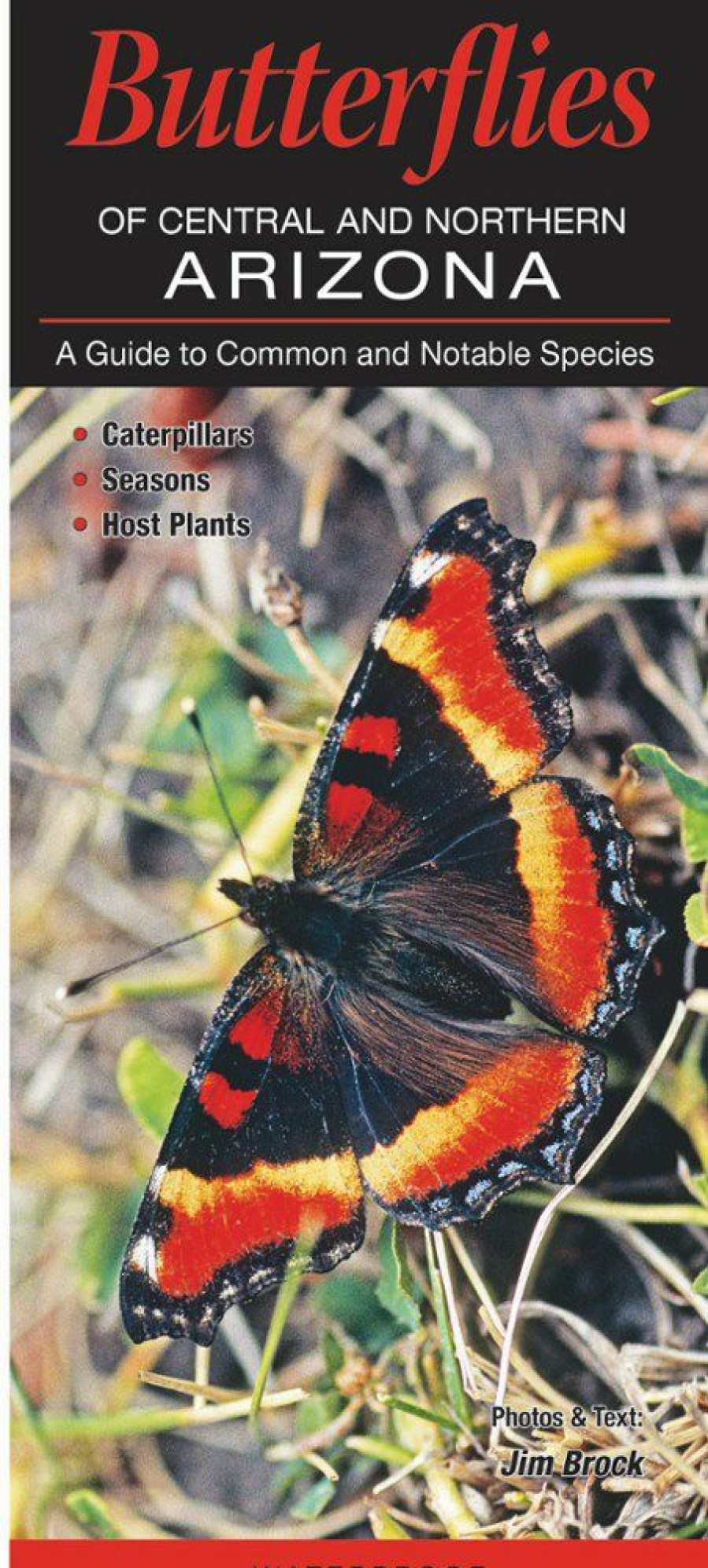 Books And Maps * | Quick Reference Publishing Butterflies Of Central And Northern Arizona