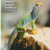 Books And Maps * | Quick Reference Publishing Reptiles And Amphibians Of The Chihuahuan Desert