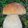 Books And Maps * | Quick Reference Publishing Mushrooms Of New England