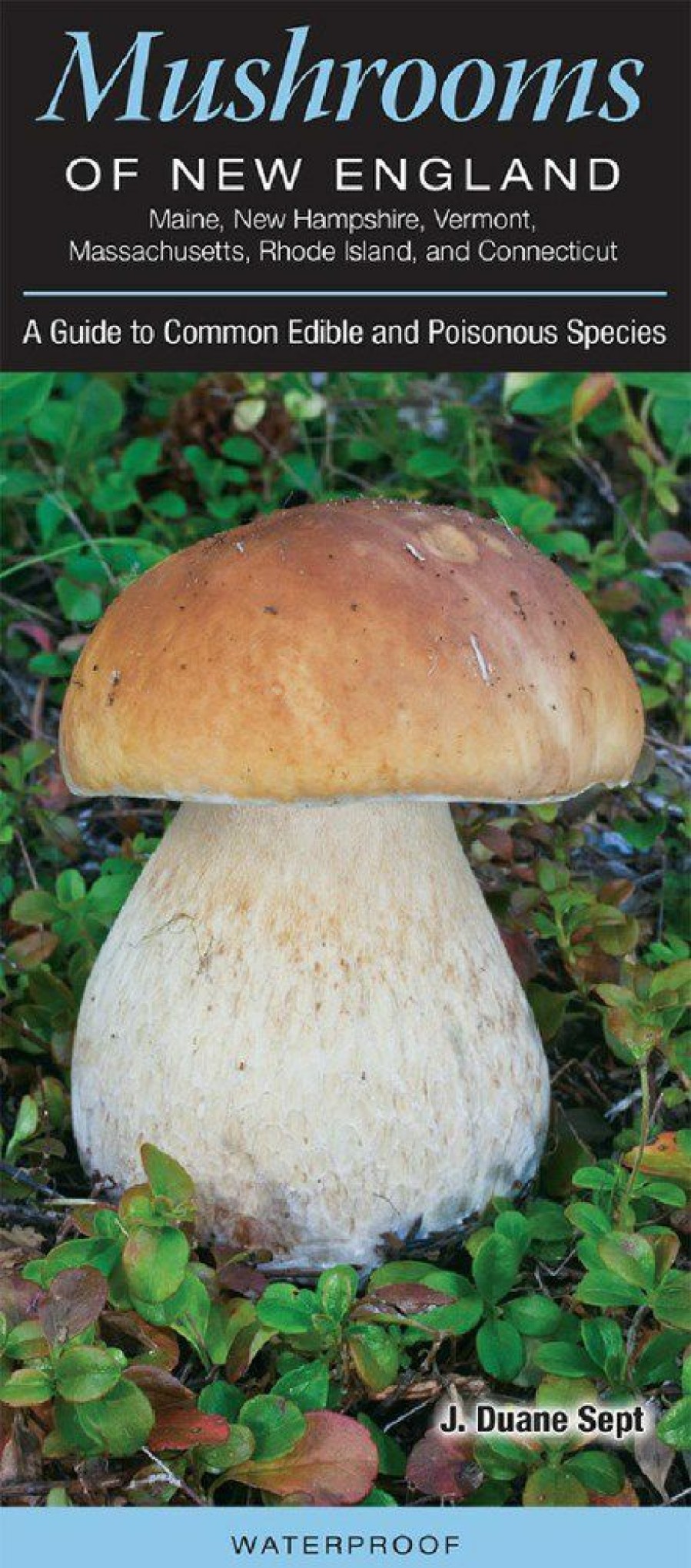 Books And Maps * | Quick Reference Publishing Mushrooms Of New England