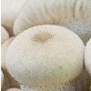 Books And Maps * | Quick Reference Publishing Mushrooms Of The Southern Coastal Plain