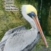 Books And Maps * | Quick Reference Publishing Birds Of North Florida