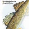 Books And Maps * | Quick Reference Publishing Freshwater Fishes Of Minnesota