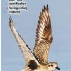 Books And Maps * | Quick Reference Publishing Shorebirds Of North America