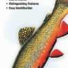 Books And Maps * | Quick Reference Publishing Freshwater Fishes Of Michigan