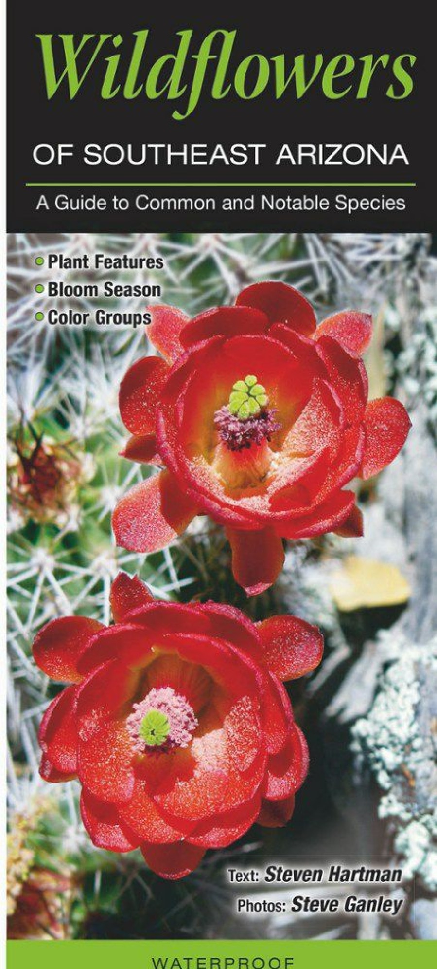 Books And Maps * | Quick Reference Publishing Wildflowers Of Southeast Arizona