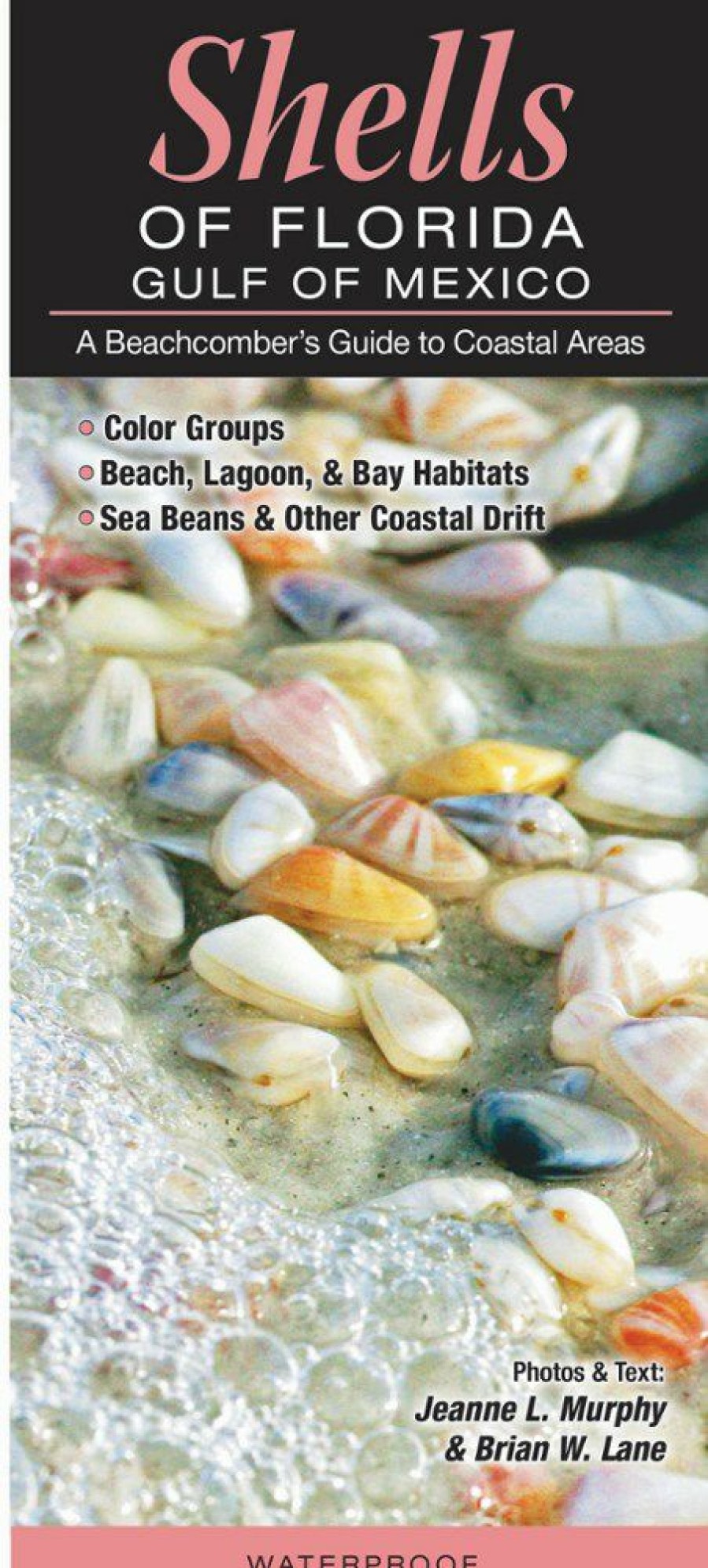 Books And Maps * | Quick Reference Publishing Shells Of Florida: Gulf Of Mexico