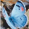 Books And Maps * | Quick Reference Publishing Butterflies Of Southern California