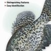 Books And Maps * | Quick Reference Publishing Freshwater Fishes Of Iowa