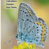 Books And Maps * | Quick Reference Publishing Butterflies Of The Rocky Mountains