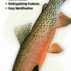 Books And Maps * | Quick Reference Publishing Freshwater Fishes Of Montana