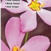 Books And Maps * | Quick Reference Publishing Wildflowers Of The Southern Coastal Plain