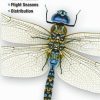 Books And Maps * | Quick Reference Publishing Dragonflies Of Texas