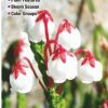 Books And Maps * | Quick Reference Publishing Wildflowers Of The Sierra Nevada