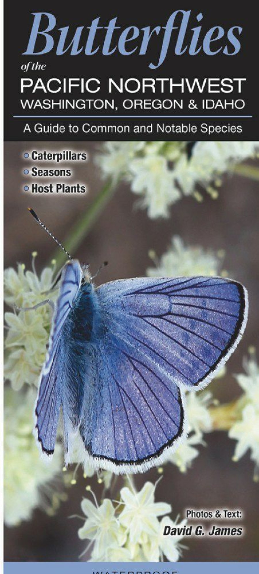 Books And Maps * | Quick Reference Publishing Butterflies Of The Pacific Northwest