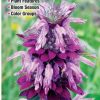 Books And Maps * | Quick Reference Publishing Wildflowers Of Southeast Texas