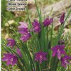 Books And Maps * | Quick Reference Publishing Wildflowers Of Washington'S Cascades And Olympic Mountains