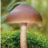 Books And Maps * | Quick Reference Publishing Mushrooms Of The Ozarks