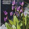 Books And Maps * | Quick Reference Publishing Wildflowers Of Oregon'S Cascade Range