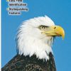 Books And Maps * | Quick Reference Publishing Raptors Of Western North America