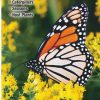 Books And Maps * | Quick Reference Publishing Butterflies Of The Southern Coastal Plain