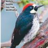 Books And Maps * | Quick Reference Publishing Birds Of Central And Northern California