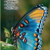 Books And Maps * | Quick Reference Publishing Butterflies Of Missouri