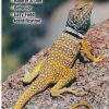 Books And Maps * | Quick Reference Publishing Reptiles And Amphibians Of The Sonoran Desert